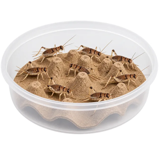 Illustration of brown crickets in a clear tub with cardboard shelters
