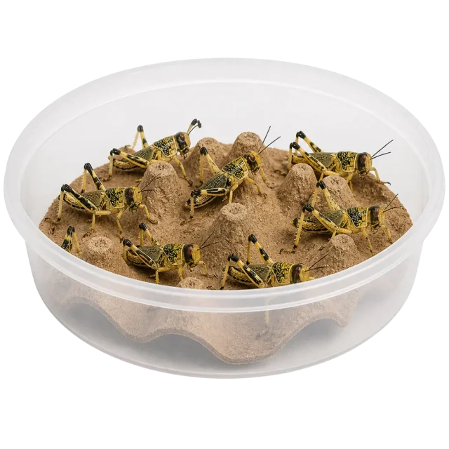 Live locusts in a ventilated feeding tub