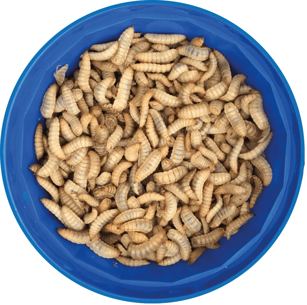 Calci worm feeder tubs