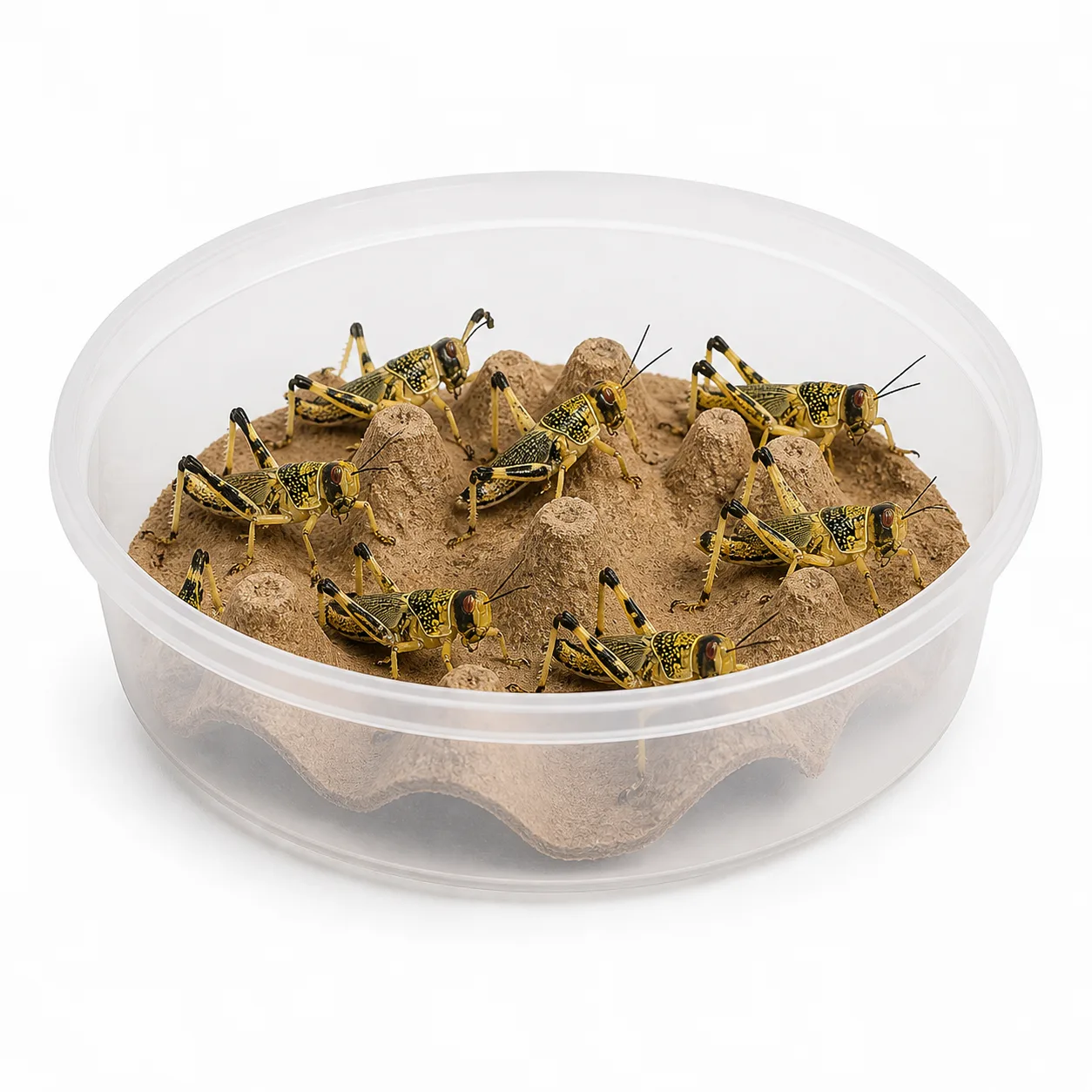 Locust feeder tubs