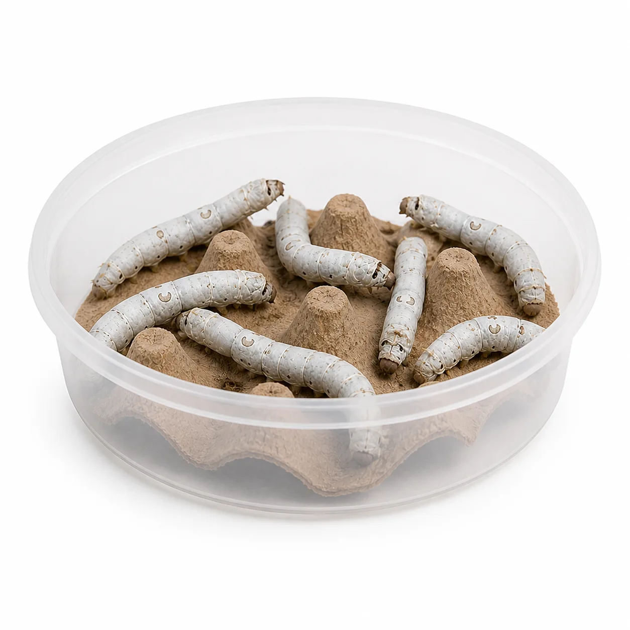 Silkworm feeder tubs