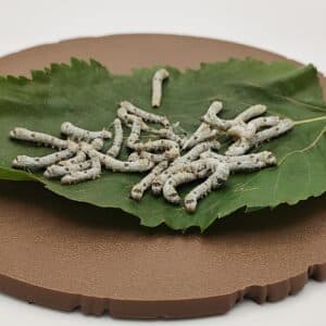 Medium / small live silkworms, approximately 10–20mm long, on a mulberry leaf
