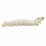 Live silkworm on a white background