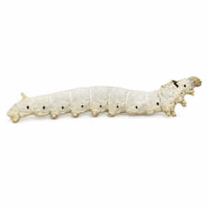 Live silkworm on a white background