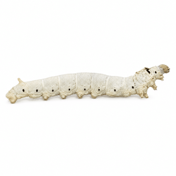 Live silkworm on a white background