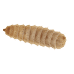 Calci Worms