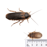Dubia Roaches LARGE - 100