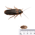 Dubia Roaches Adult - 6