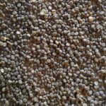 5000 Silkworm Eggs