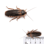 Dubia Roaches Adult