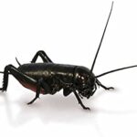 Black Crickets