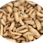 Calci Worms Livefood Subscription