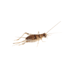 Silent Brown Crickets