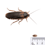 Dubia Roaches MEDIUM/SMALL - 25