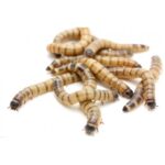 Morio Worms (Livefood Subscription)