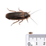 Dubia Roaches SMALL - 25