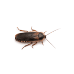 Dubia Roaches