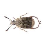 Bean Weevil Culture