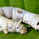 XL Silkworm Rearing Kit