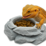 Reptile Feeding Bowl Rock