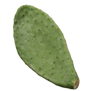 Prickly Pear Pads (Opuntia)