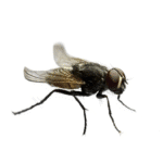 Curly-wing Flies pre-pack