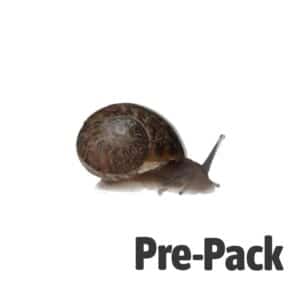 Fresh snails livefood pre-pack showing three different sizes for reptile feeding