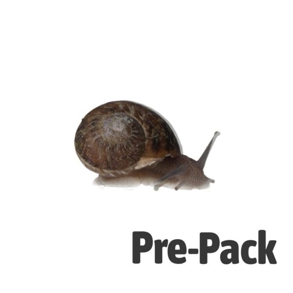 Fresh snails livefood pre-pack showing three different sizes for reptile feeding
