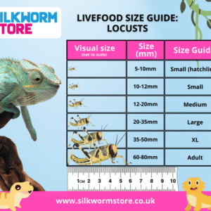 Locusts Size Guide - showing sizes from Hatchling to Adult