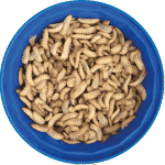 Live Calci Worms (Large) 1000 - The very Best quality and no soil! FREE tweezers